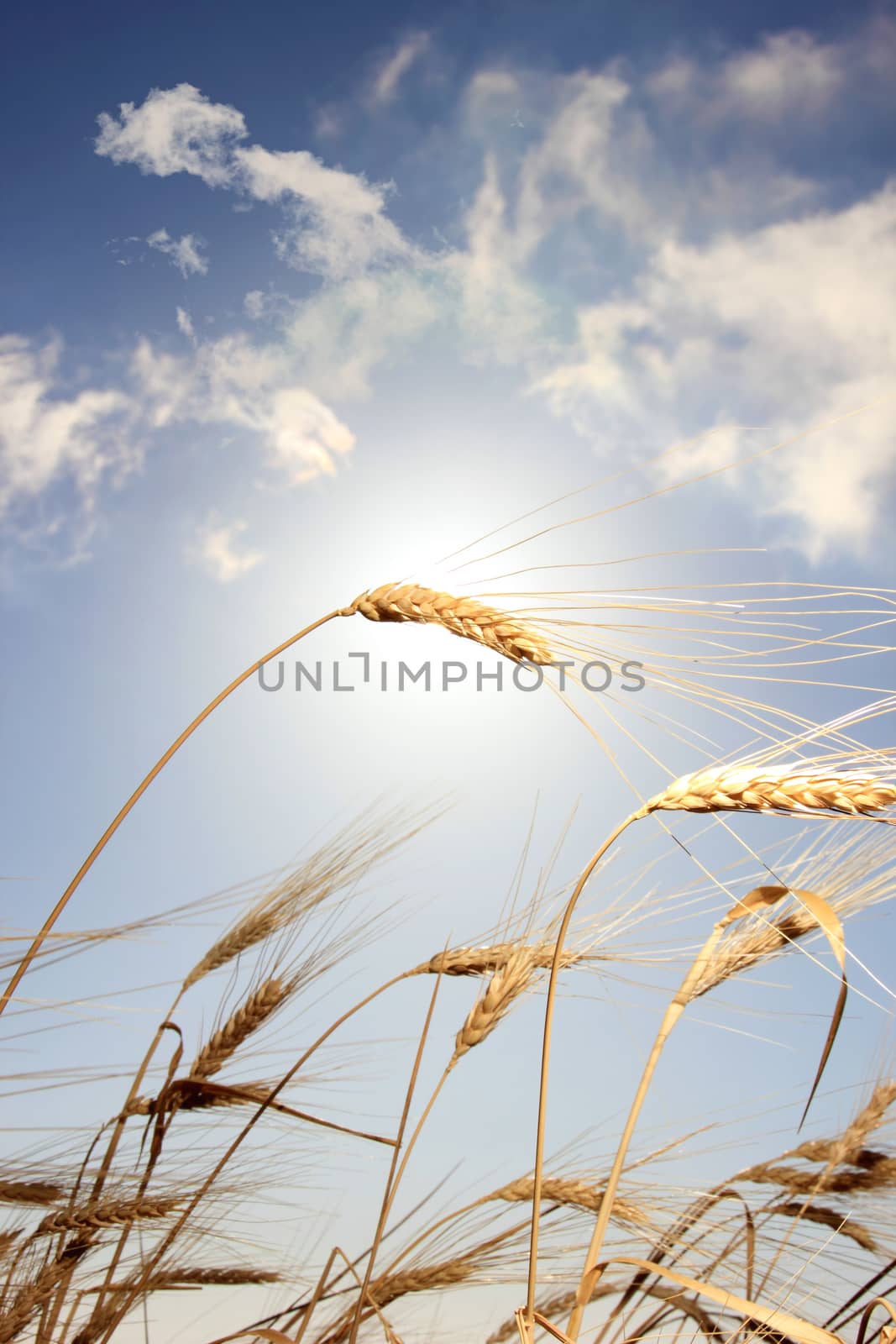 Wheat field and blue sky with clouds