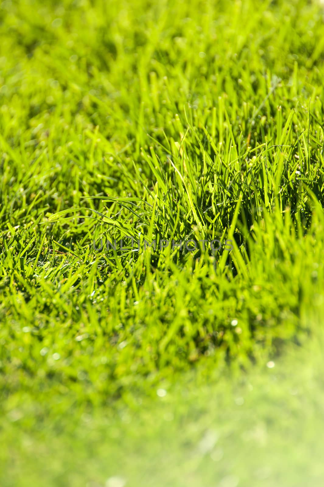 close up of grass in a garden by smoxx