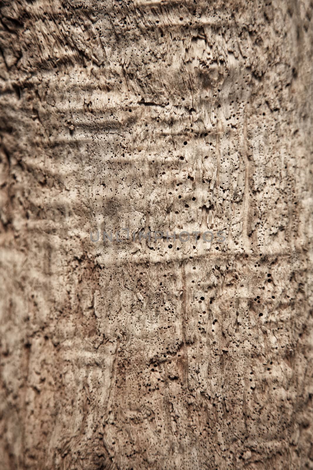 Natural fir wood texture with cracks and knots