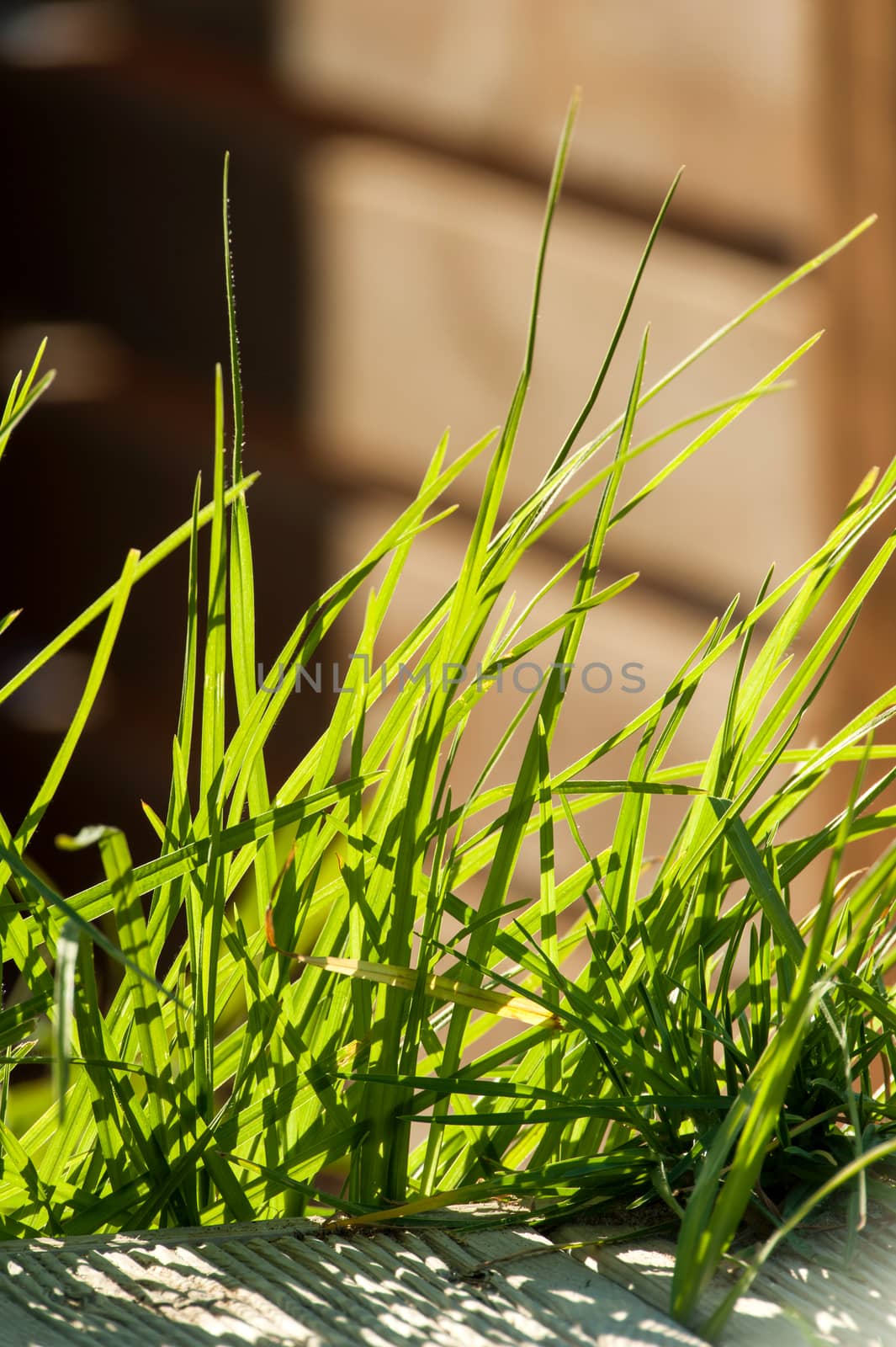 close up of beautiful green grass on a garden