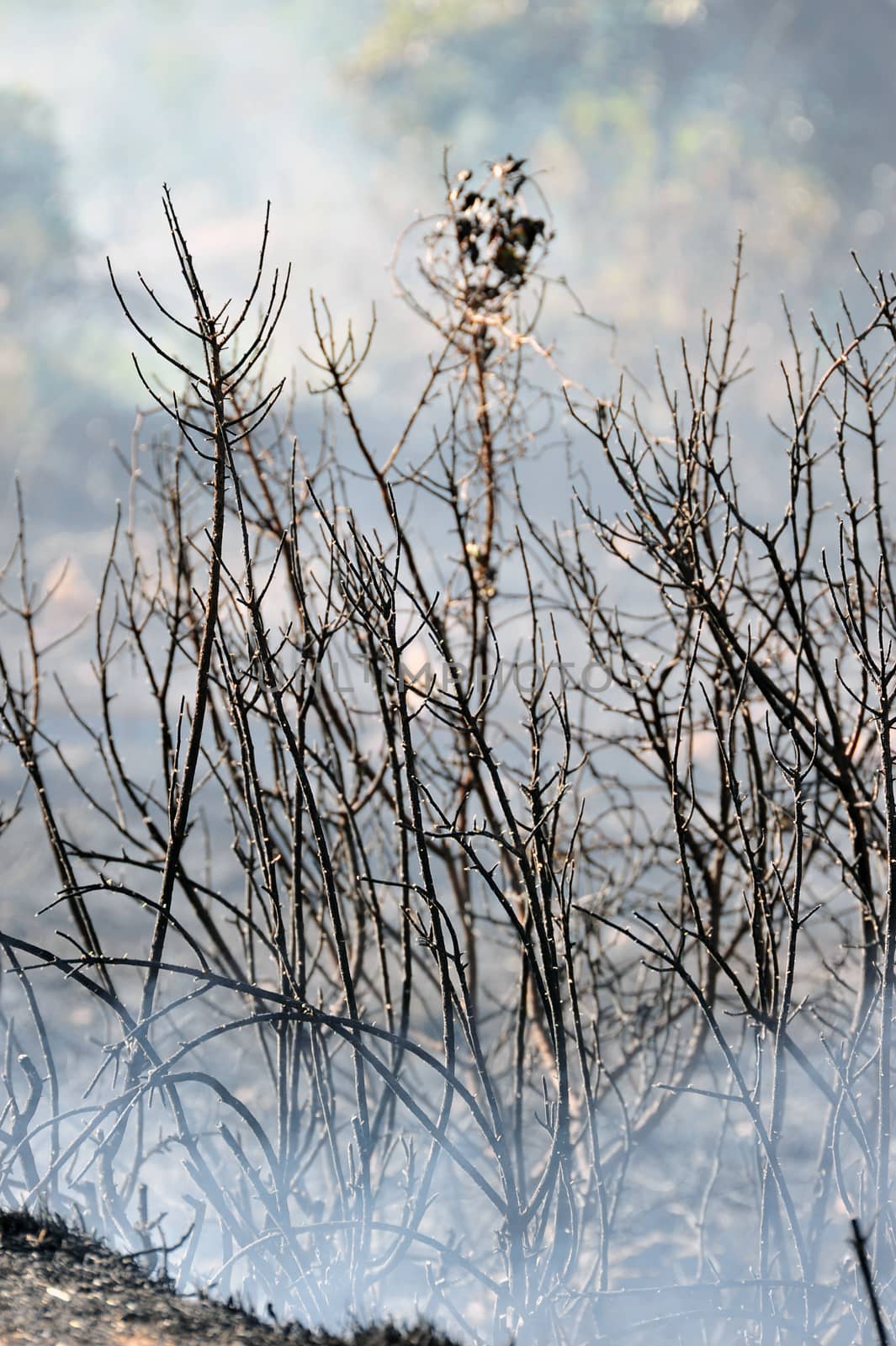 ZAKYNTHOS GREECE JULY 3: Fire at makris gialos small forest close to the sea low scale fire on July 03 2013 in Zakynthos,Greece