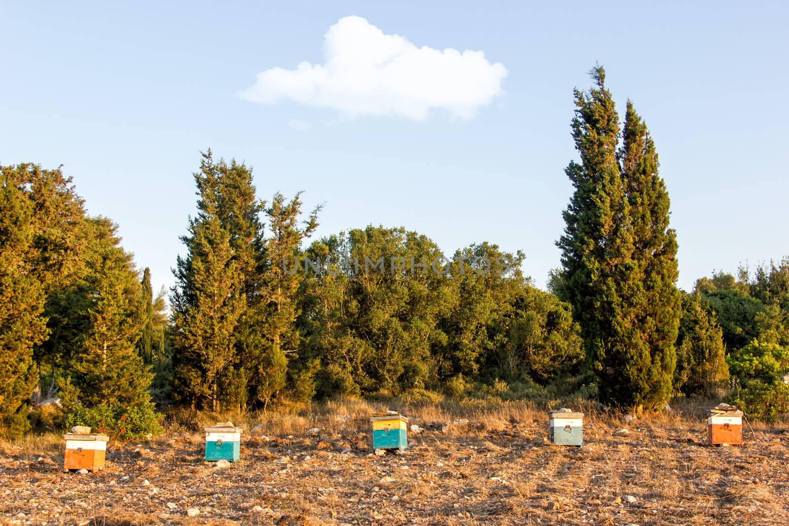 Colorful hives at the forest in the afternoon 