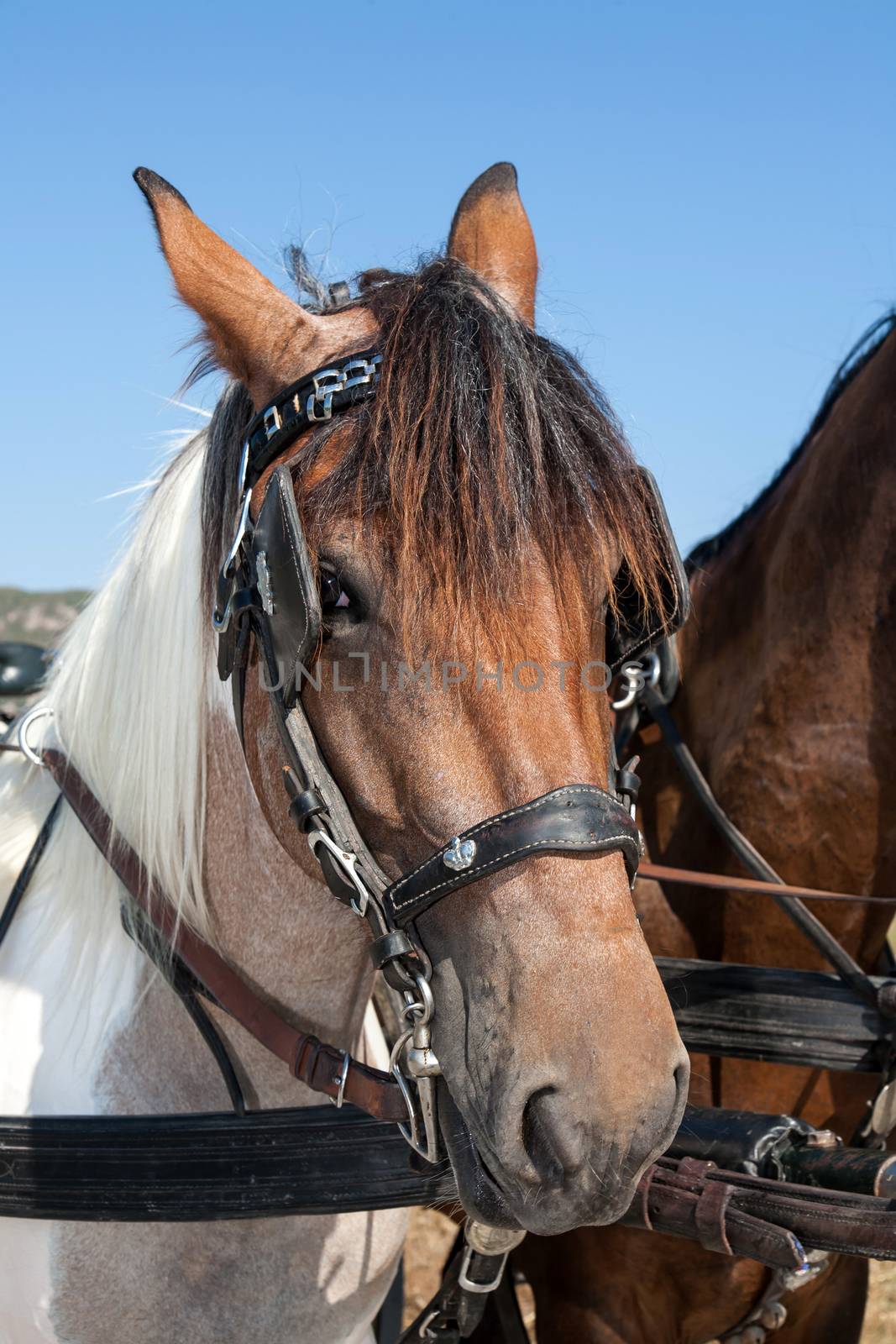 close up of two horses head outdoor