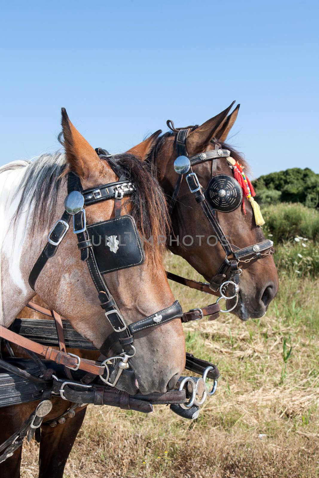 close up of two horses heads outdoor