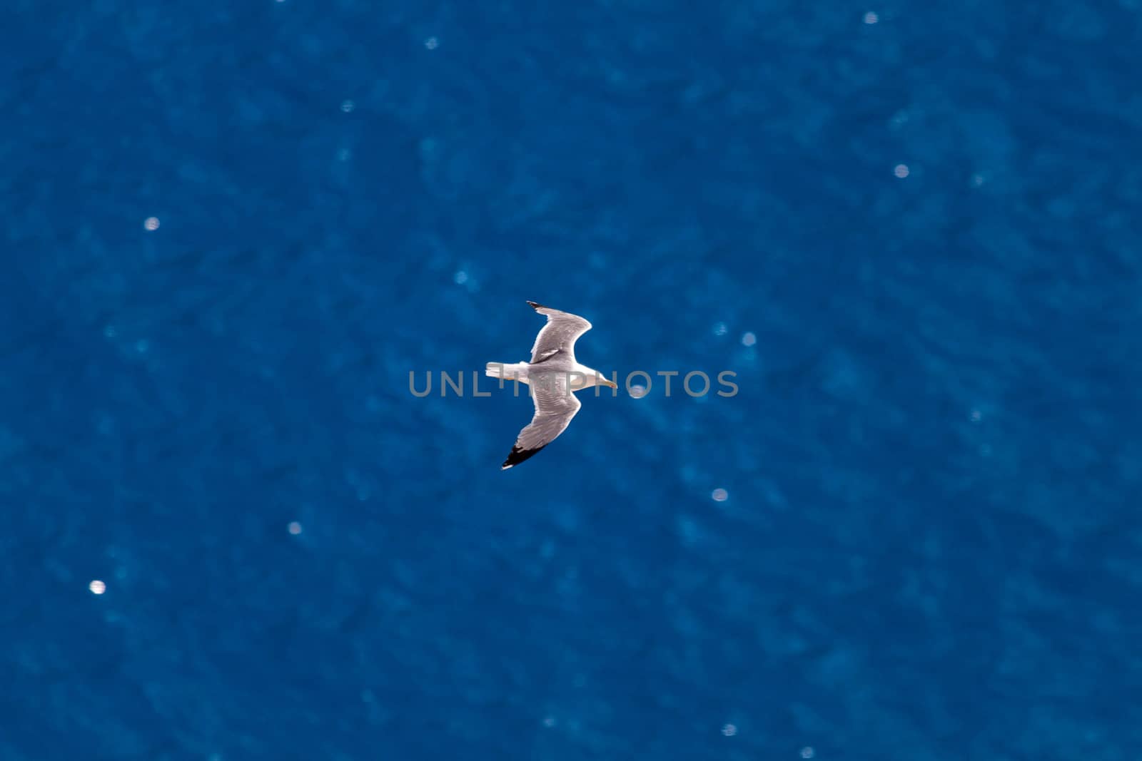 beautiful seagull flying over the blue sea