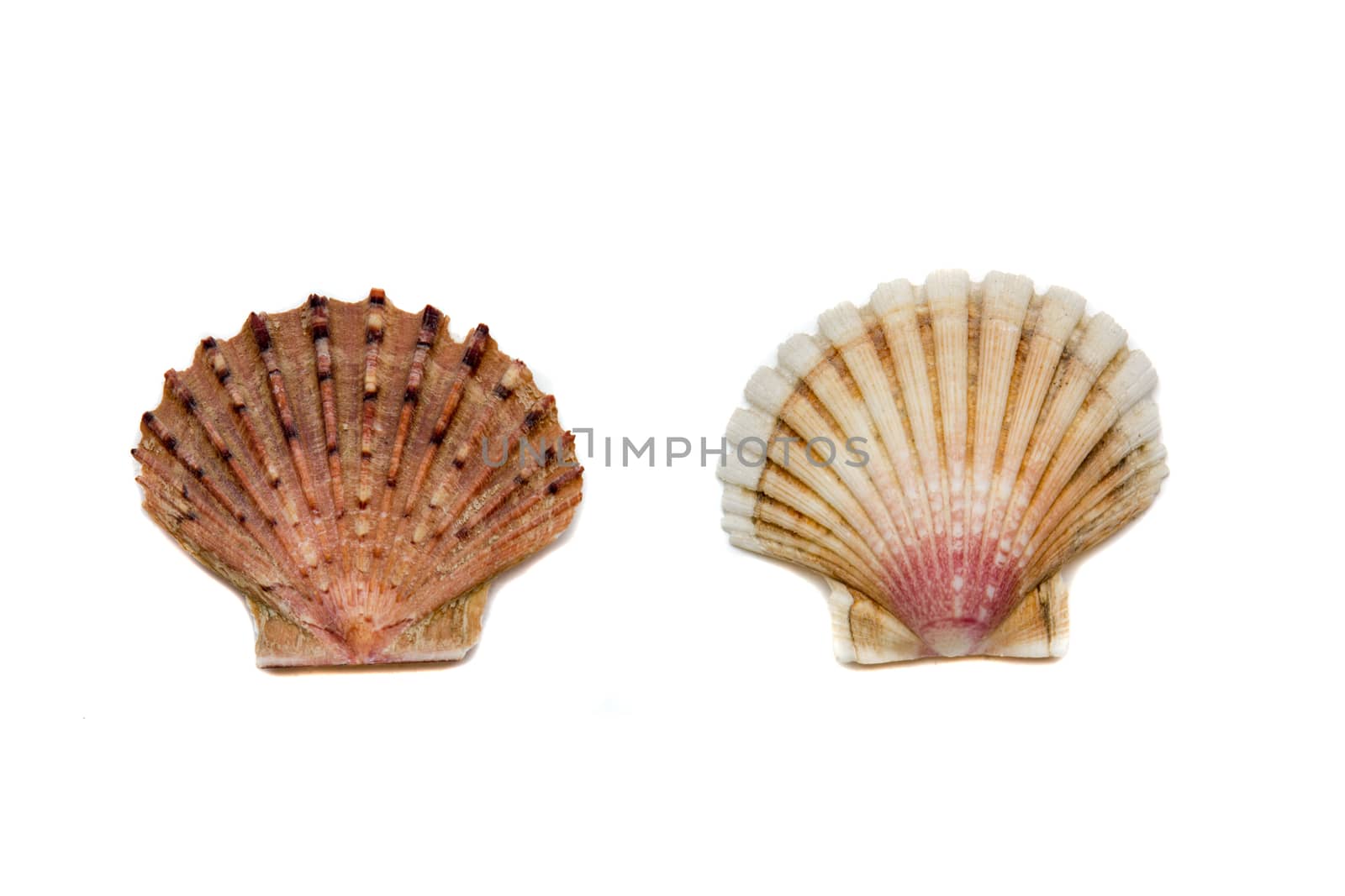 beautiful tropical shells on a white background