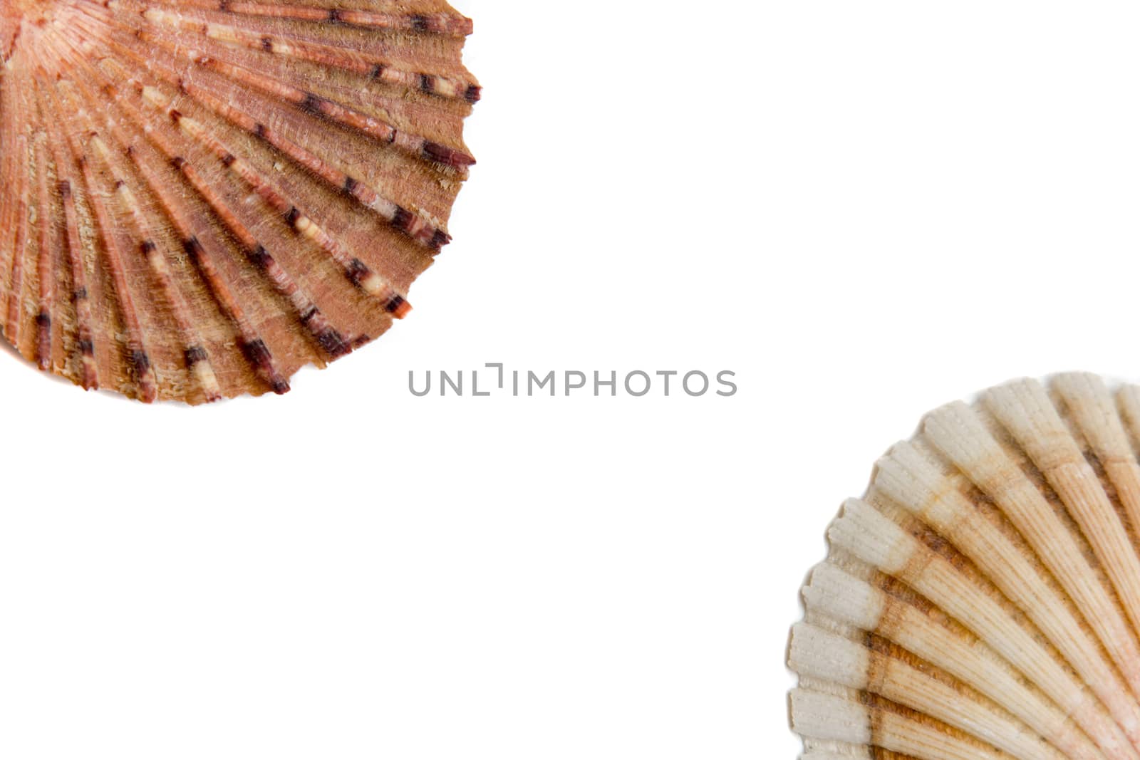 beautiful tropical shells on a white background