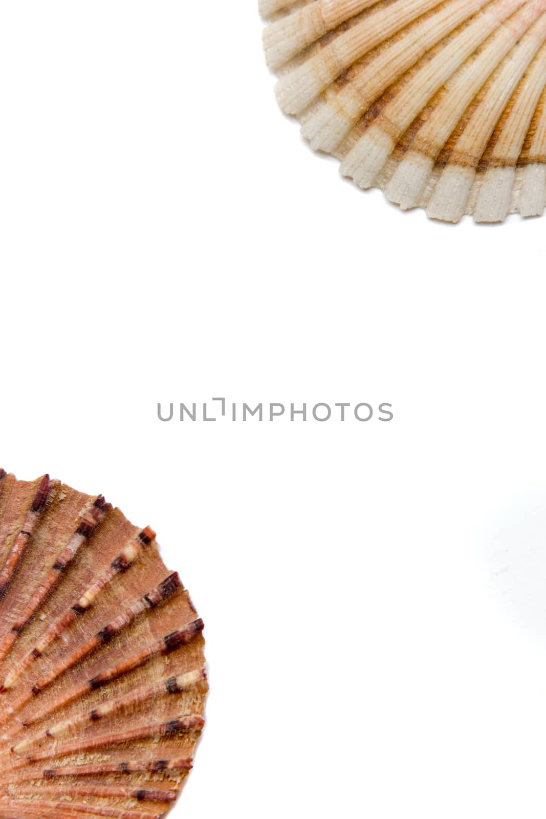 shells on a white background by smoxx