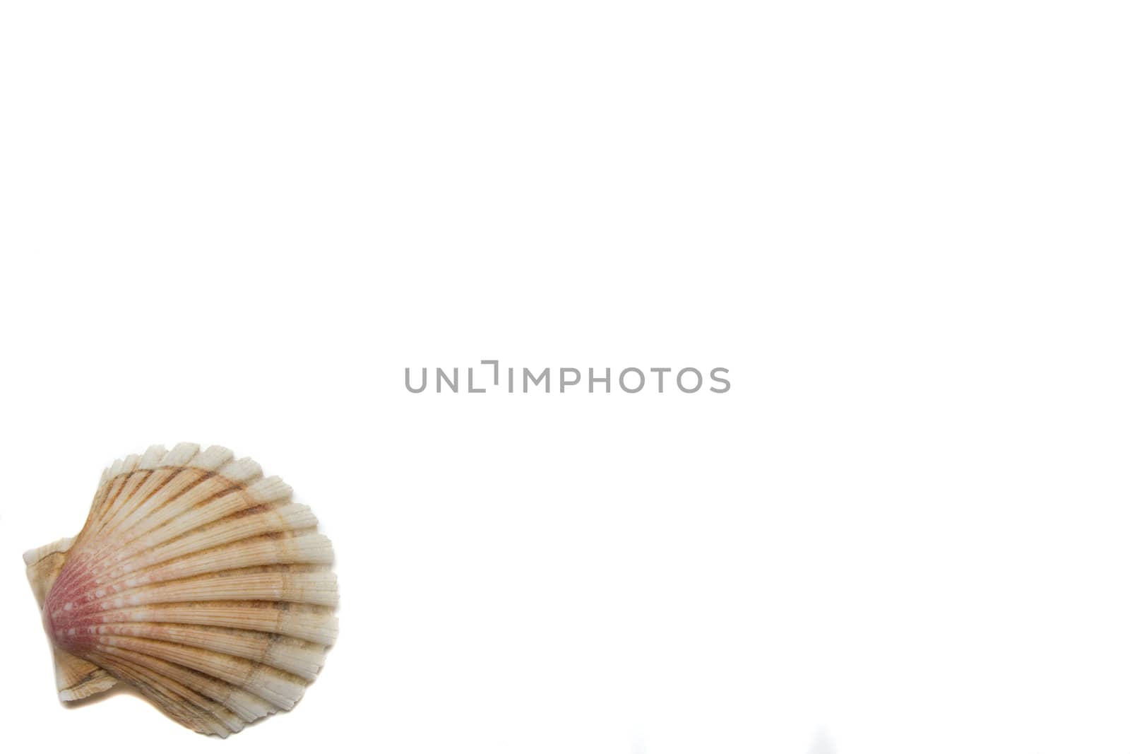 shells on a white background by smoxx