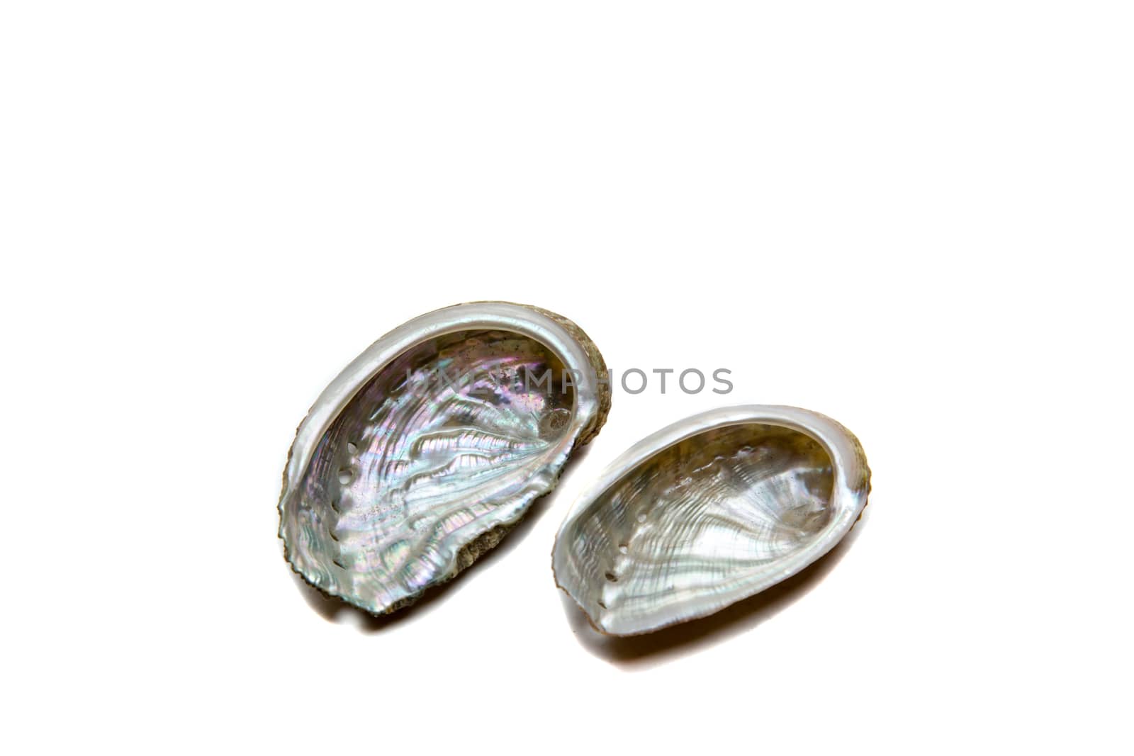 shells on a white background by smoxx