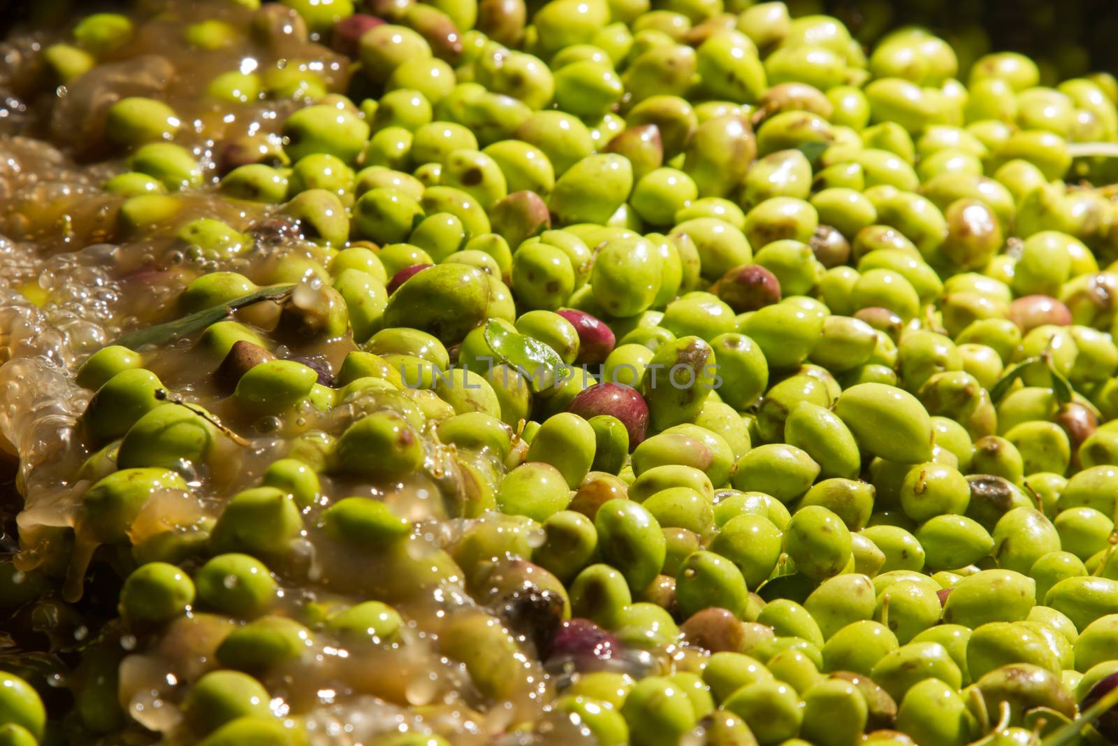 closeup of olives in a olive oil machine  by smoxx