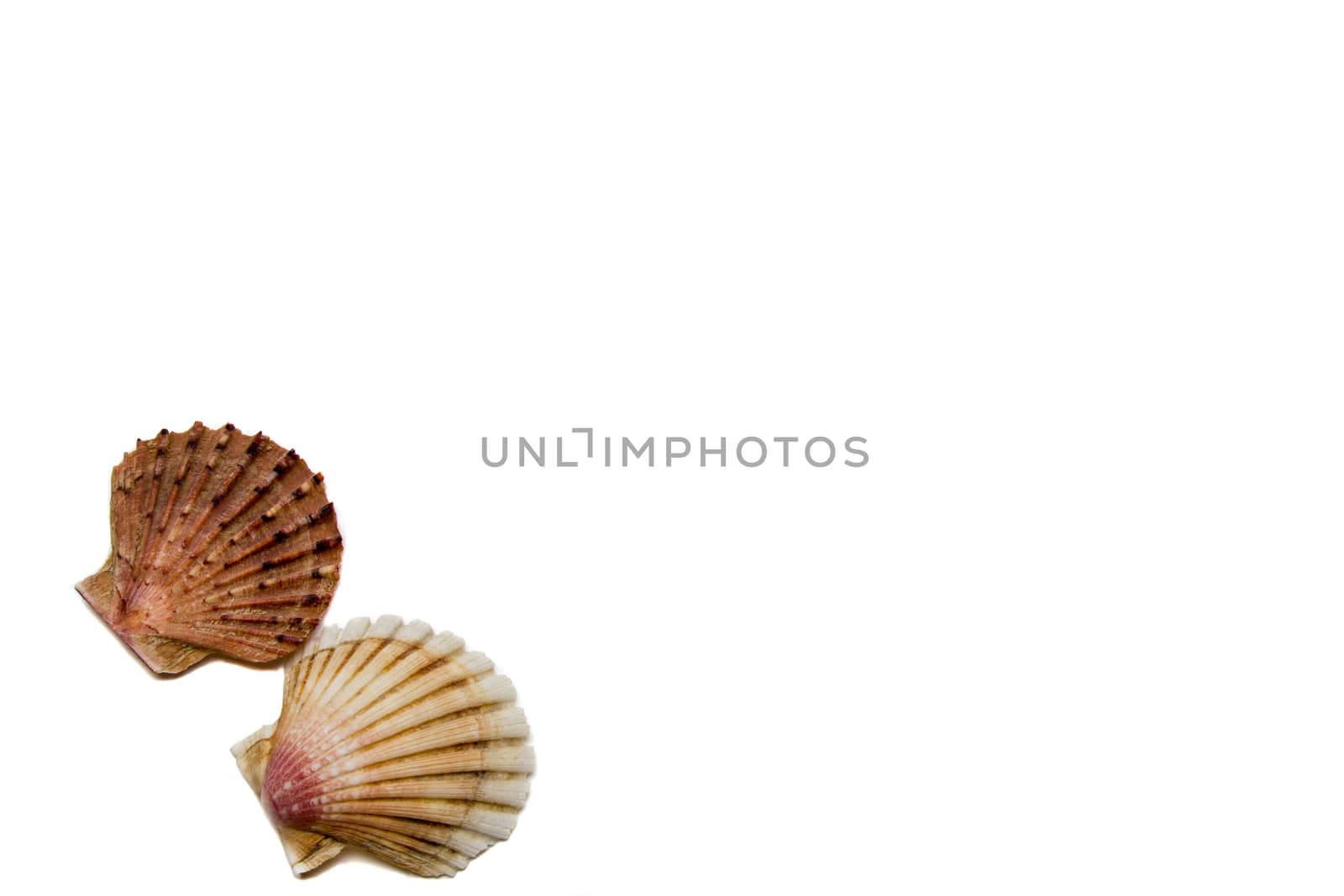 beautiful tropical shells on a white background