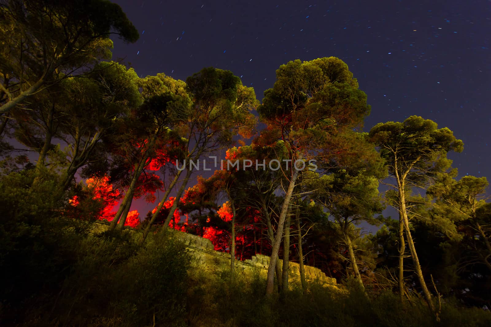 tall pine trees with red light coming from above 