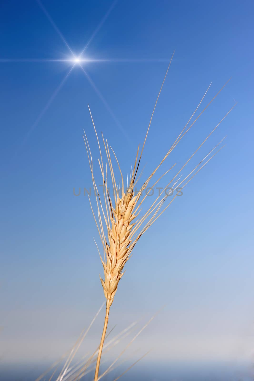 wheat and sun on the blue sky as background by smoxx