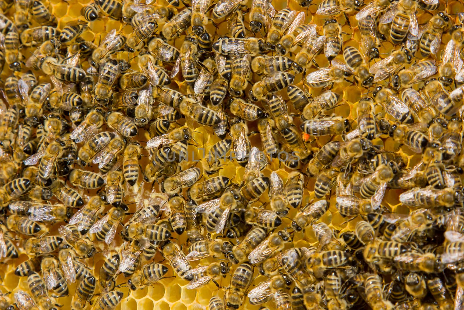 closeup of bees on a honeycomb of a big hive