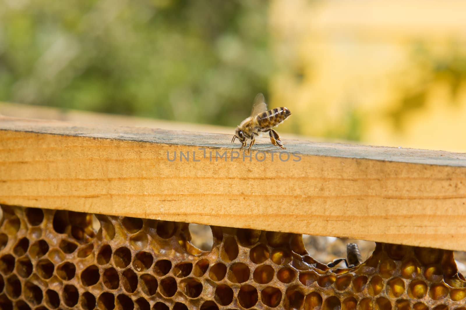 closeup of bee on honeycomb at nature