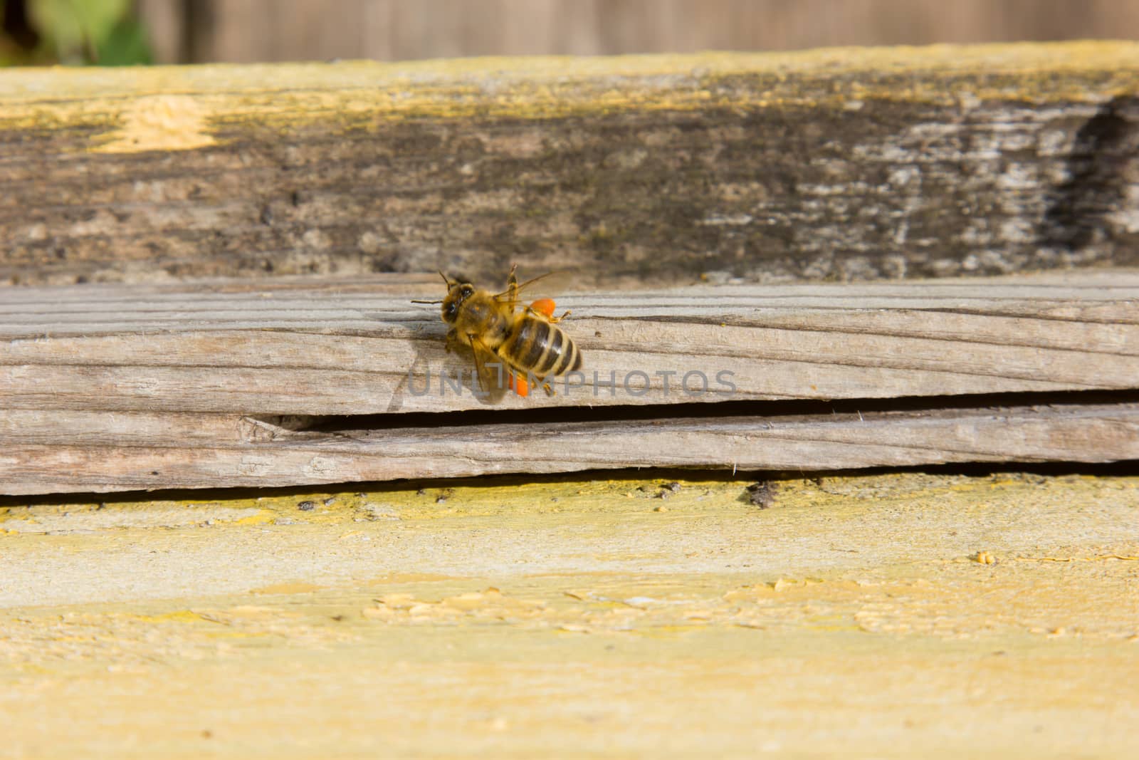 Colorful hives and bees in the nature 