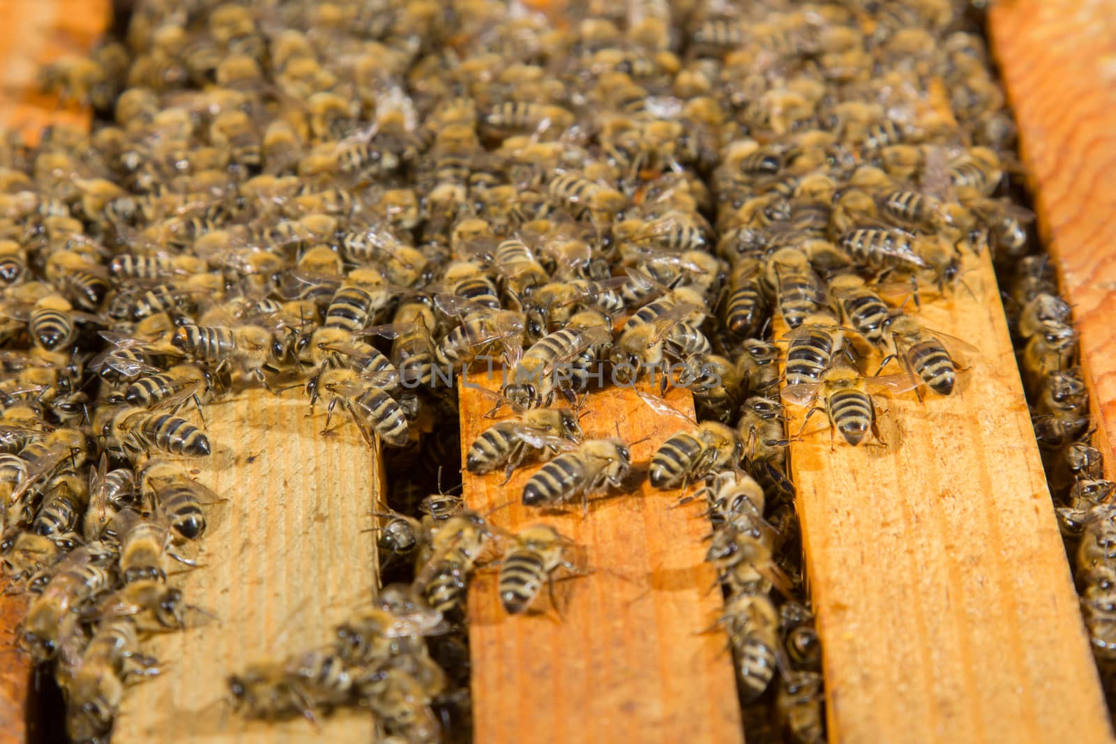 closeup of bees in hive producing honey
