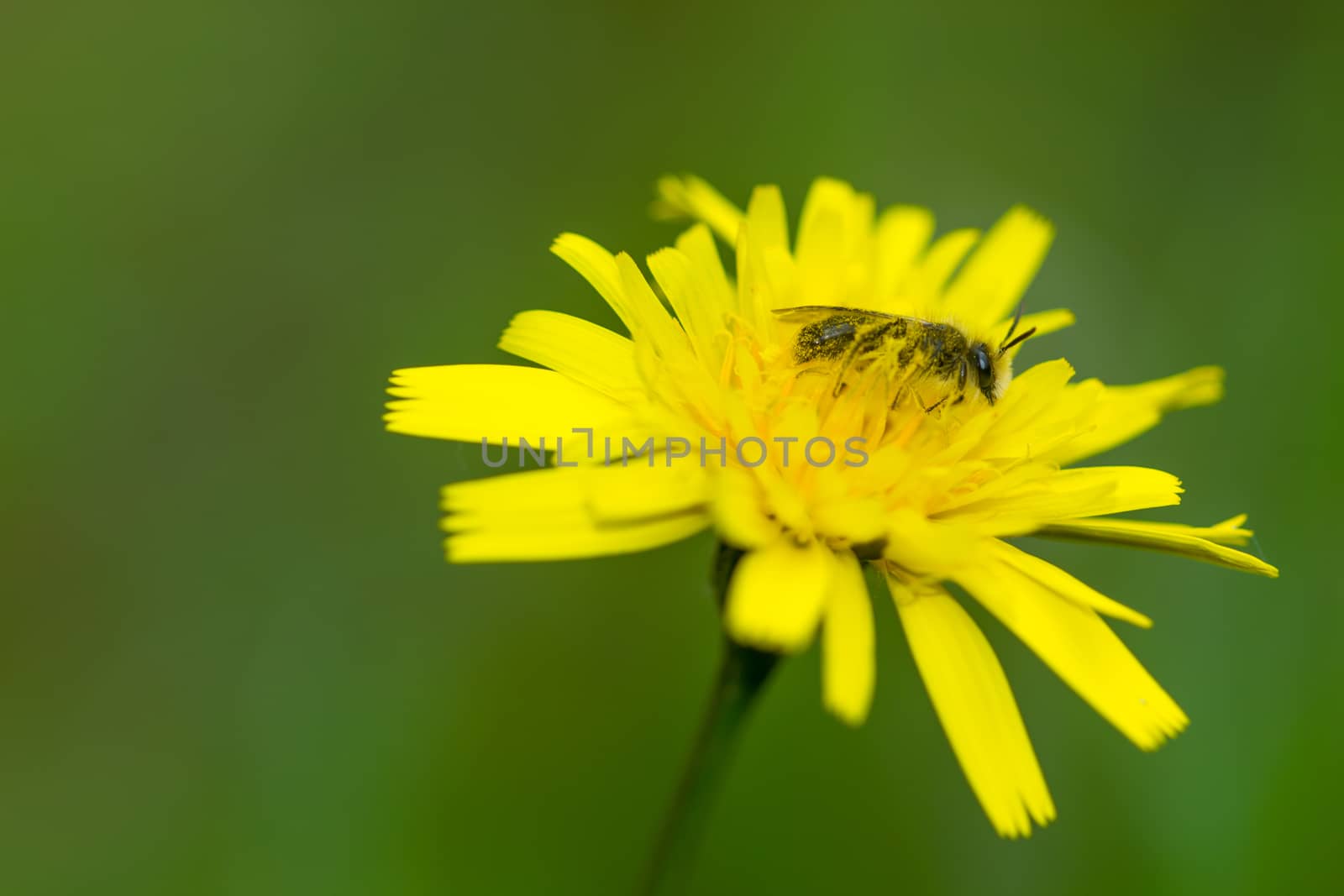 closeup of a rare beautiful flower in the nature of greek island