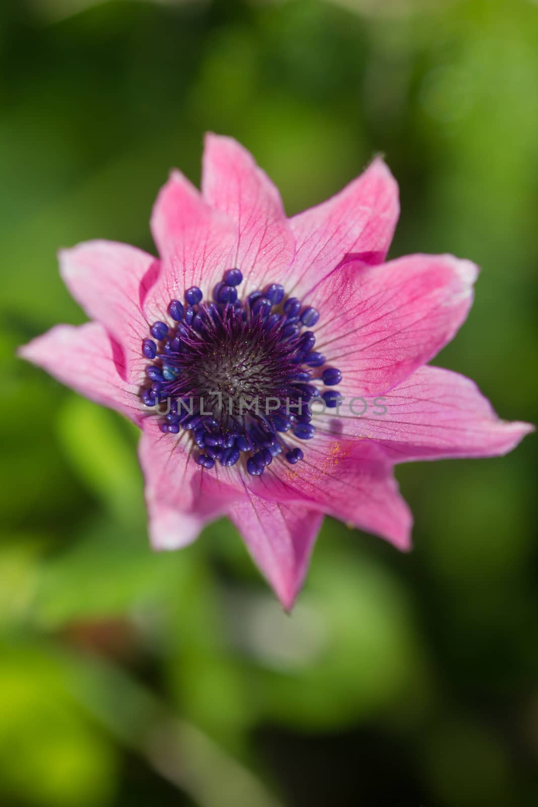closeup of a rare beautiful flower in the nature of greek island
