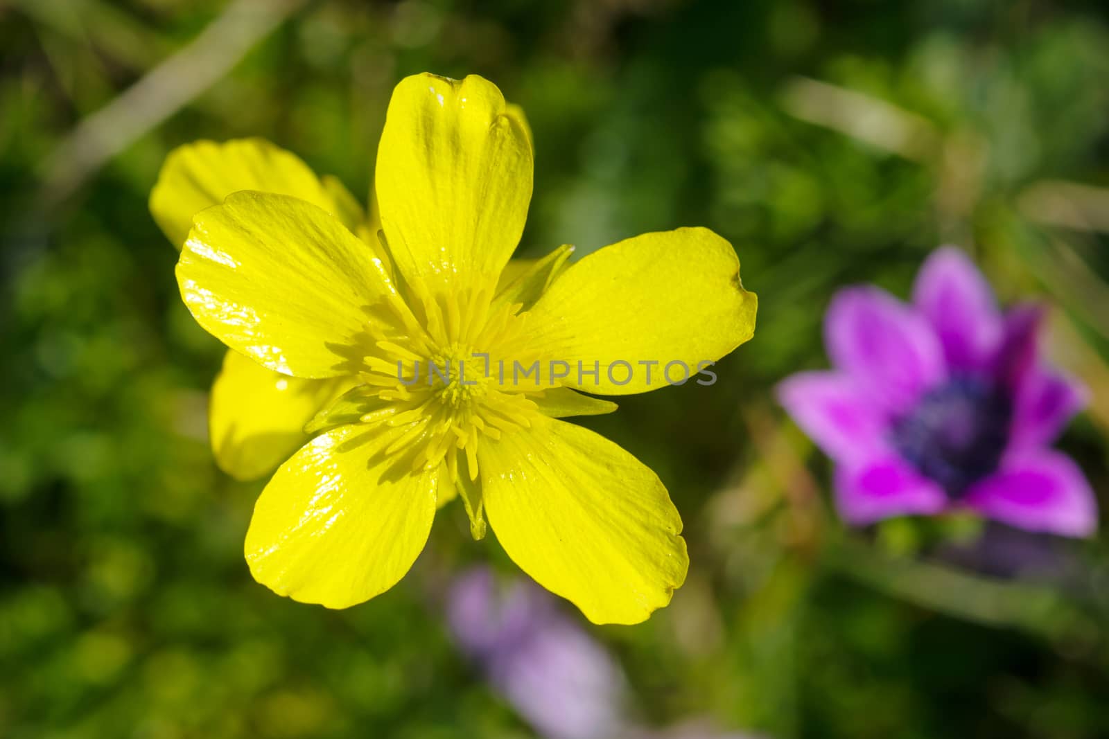 closeup of a rare beautiful flower in the nature of greek island