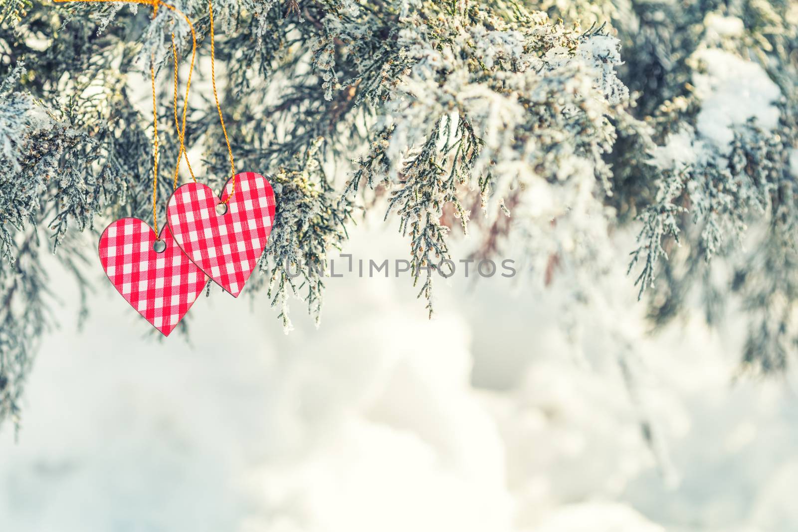 Beautiful valentine holiday background with two checkered hearts on thuja cypress tree branches covered with hoarfrost, white snow surface.