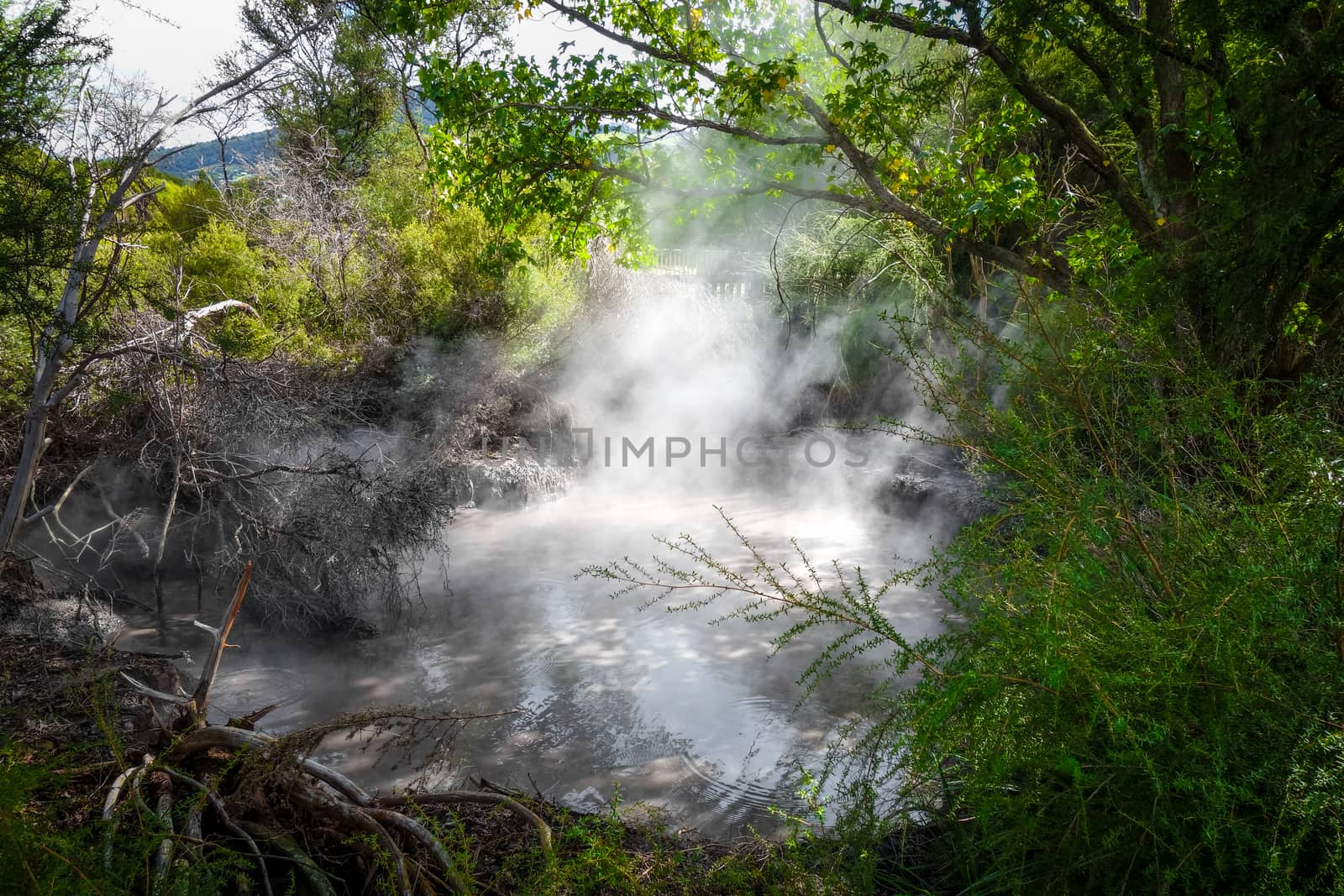Rotorua hot springs, New Zealand by daboost