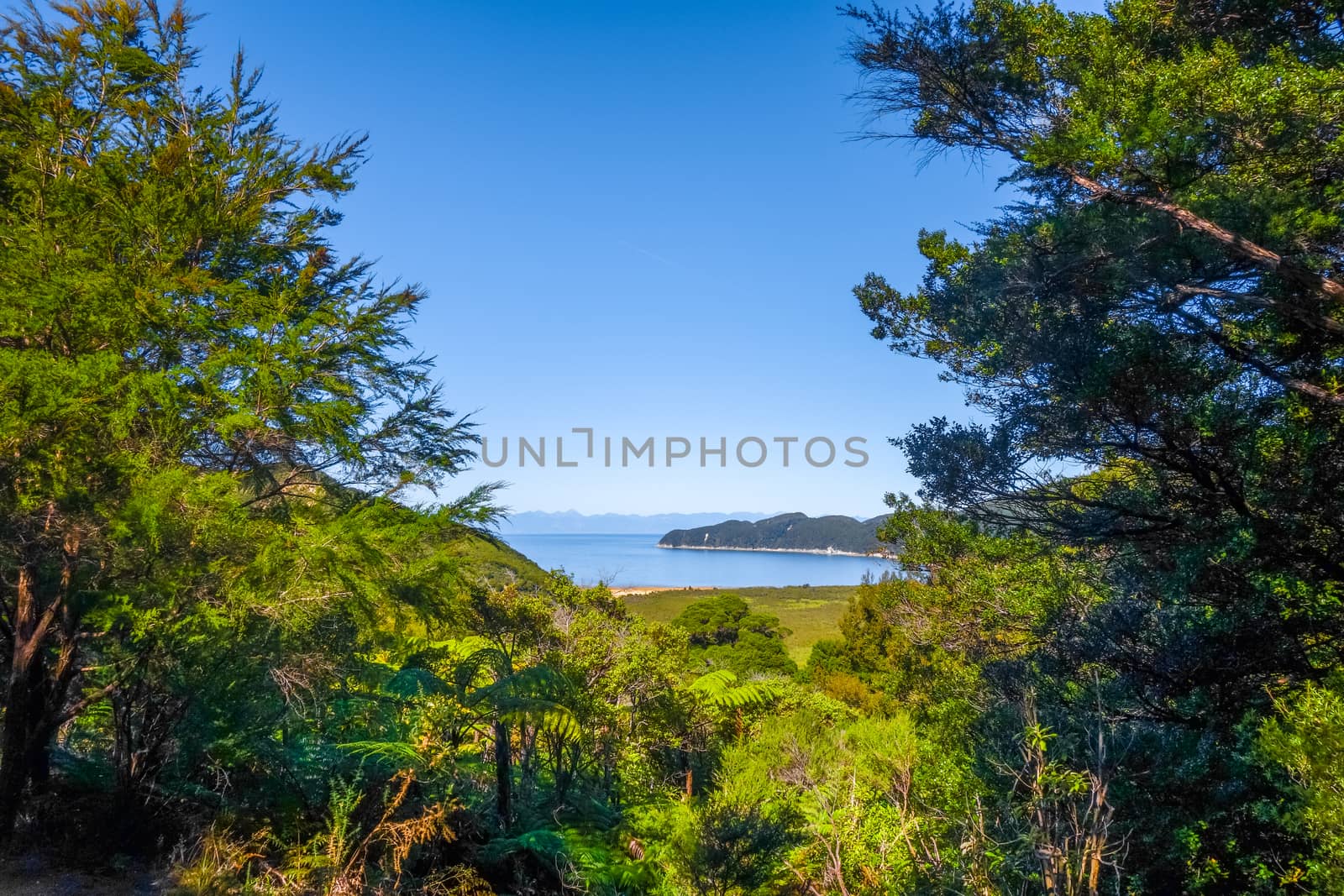 Track view in Abel Tasman National Park, New Zealand by daboost