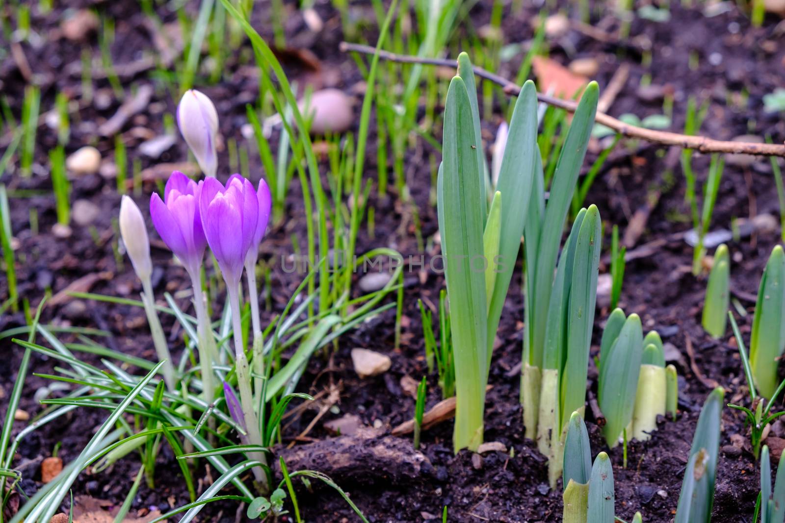 Spring flowers emerging at Birmingham Botanial Garden