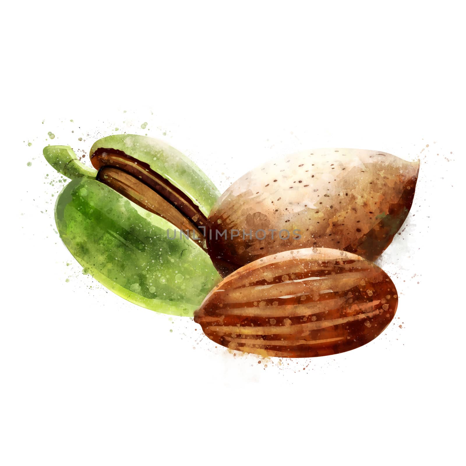 Almond on white background. Watercolor illustration by ConceptCafe