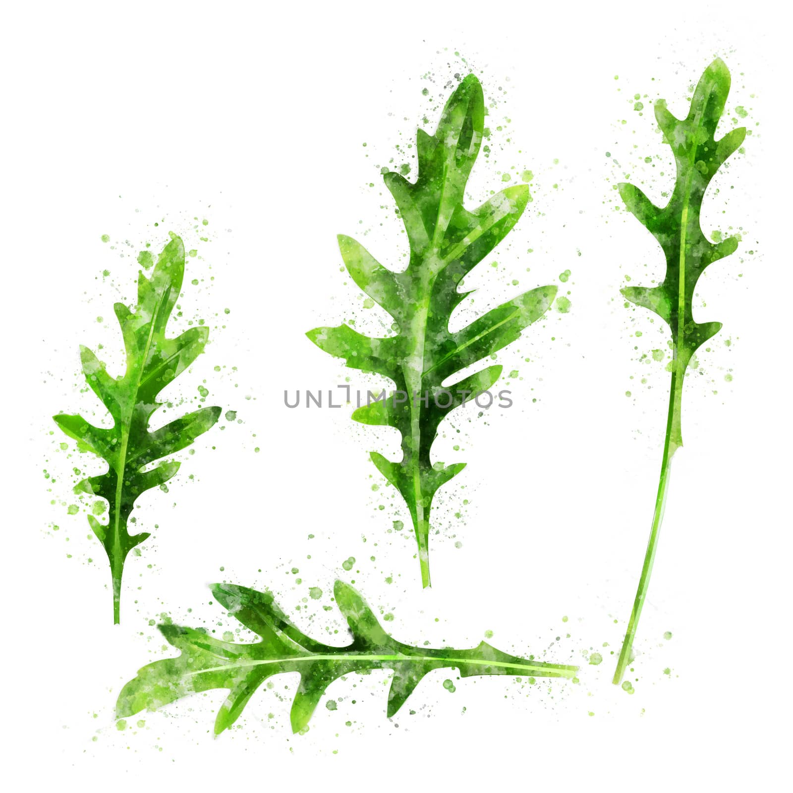 Arugula on white background. Watercolor illustration by ConceptCafe
