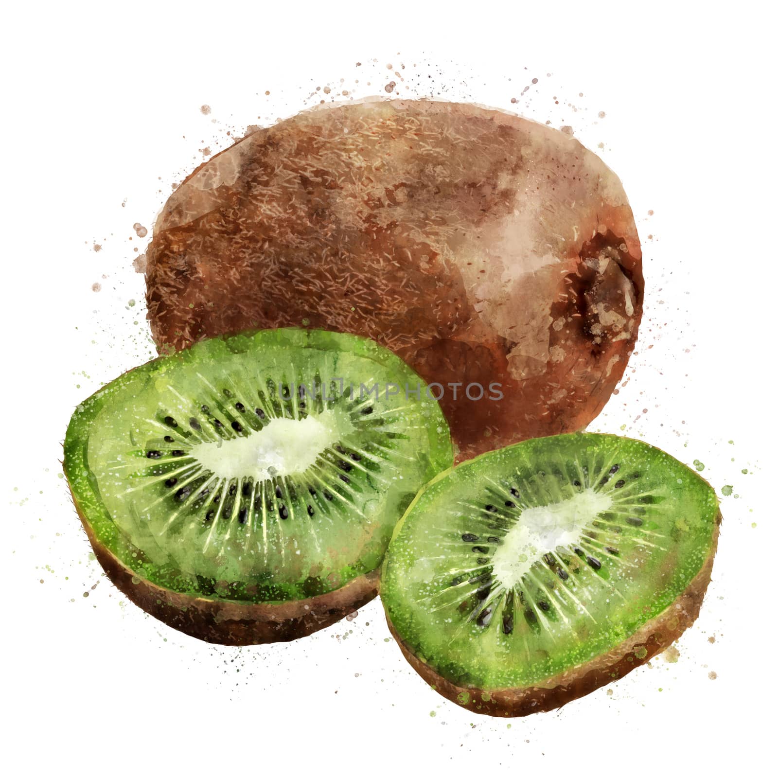Kiwi on white background. Watercolor illustration by ConceptCafe