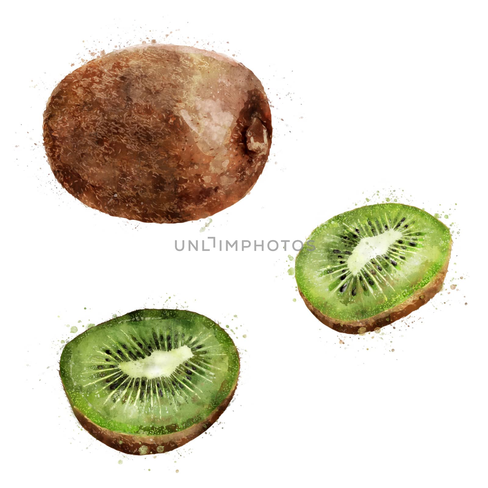 Kiwi on white background. Watercolor illustration by ConceptCafe