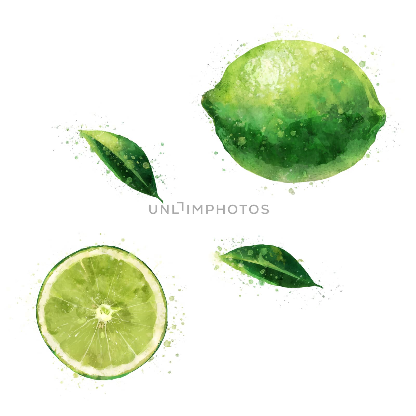 Lime on white background. Watercolor illustration by ConceptCafe