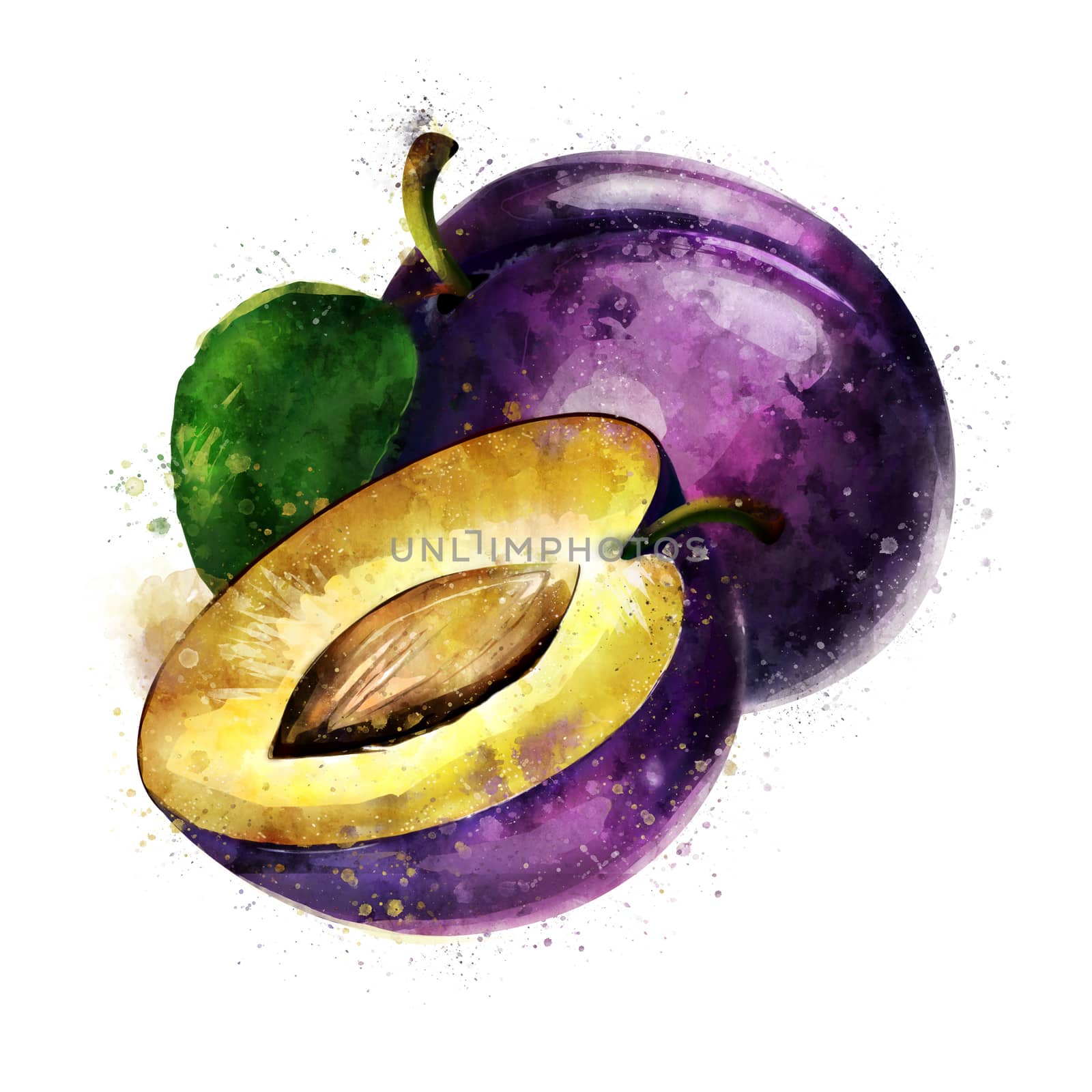Plum on white background. Watercolor illustration by ConceptCafe