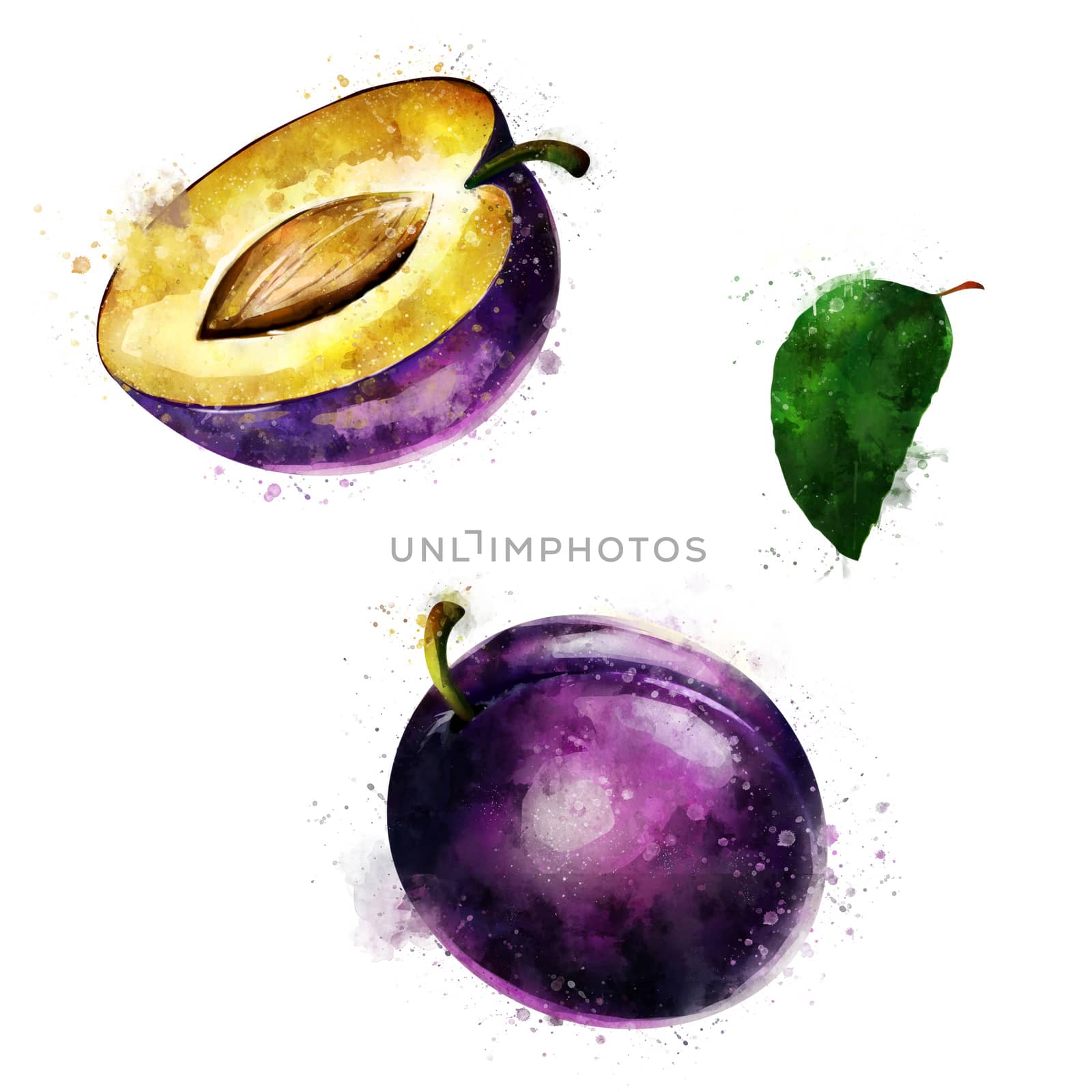 Plum on white background. Watercolor illustration by ConceptCafe