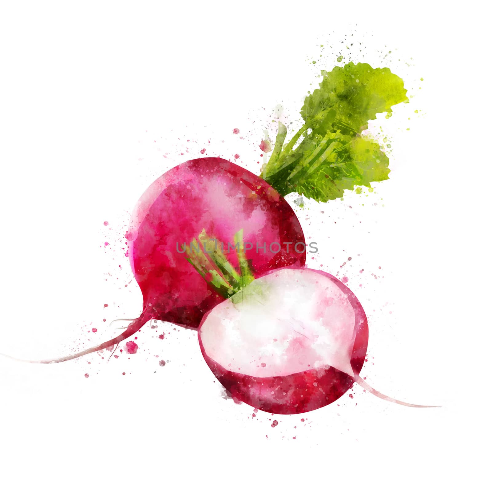 Radish on white background. Watercolor illustration by ConceptCafe