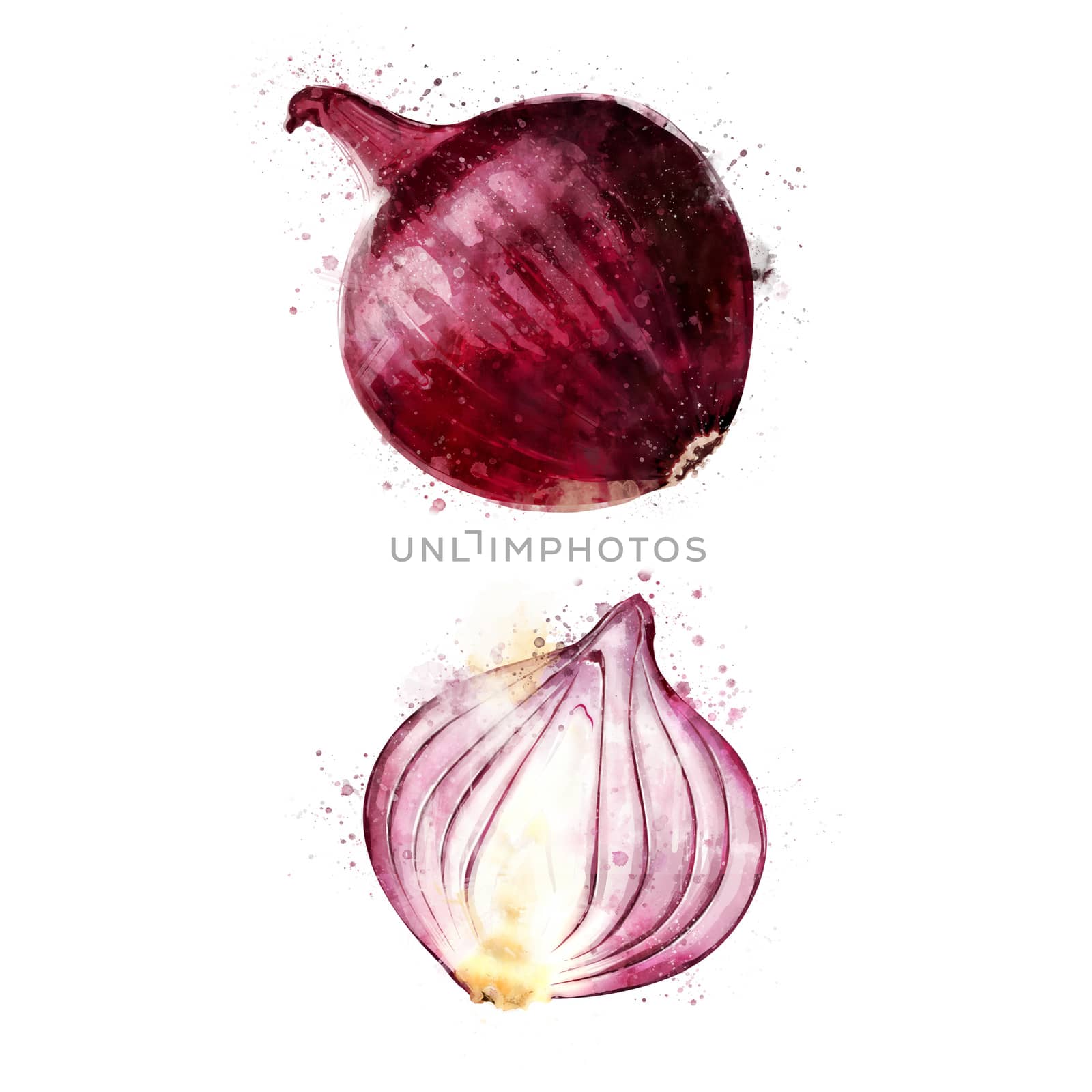 Red Onion on white background. Watercolor illustration by ConceptCafe