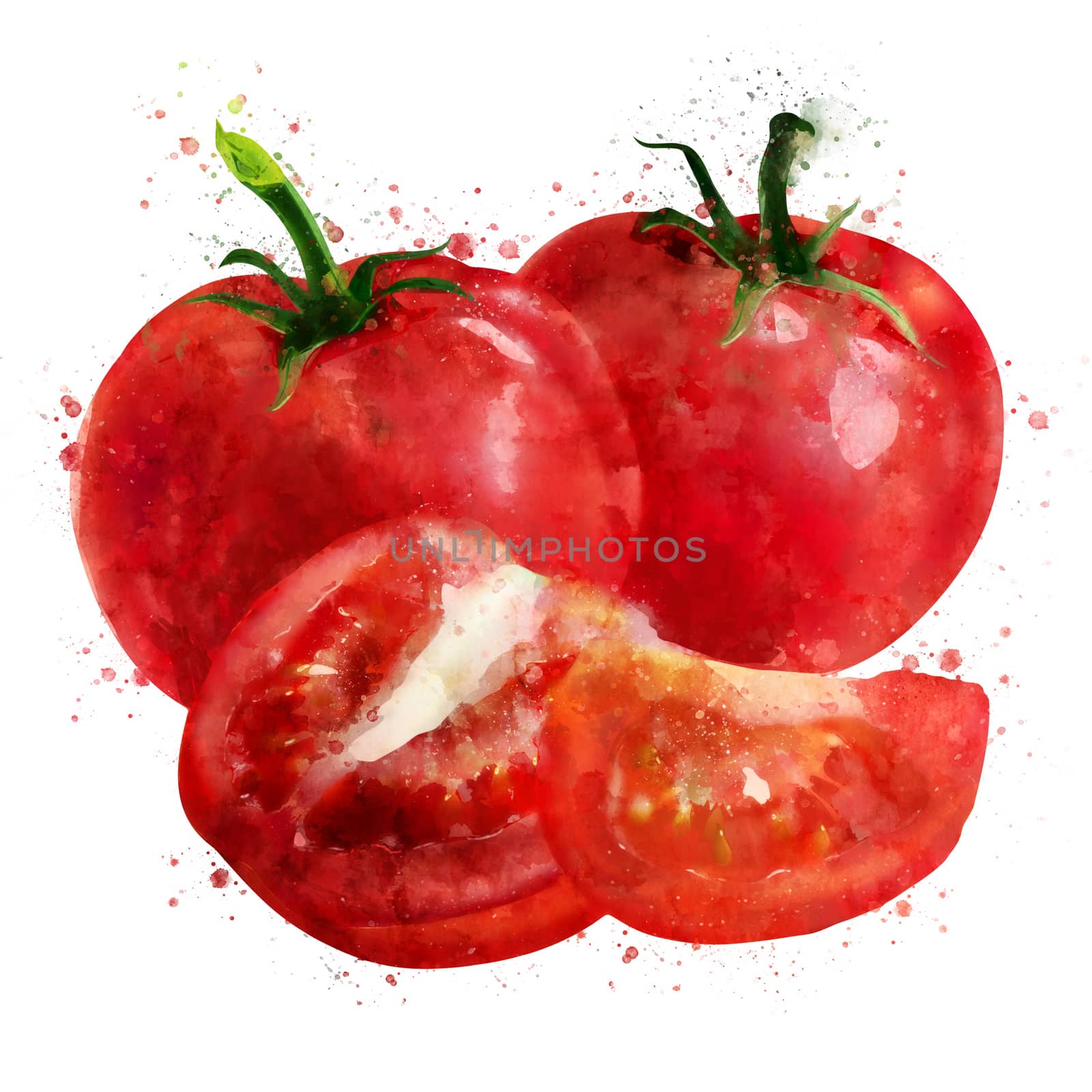 Tomato on white background. Watercolor illustration by ConceptCafe