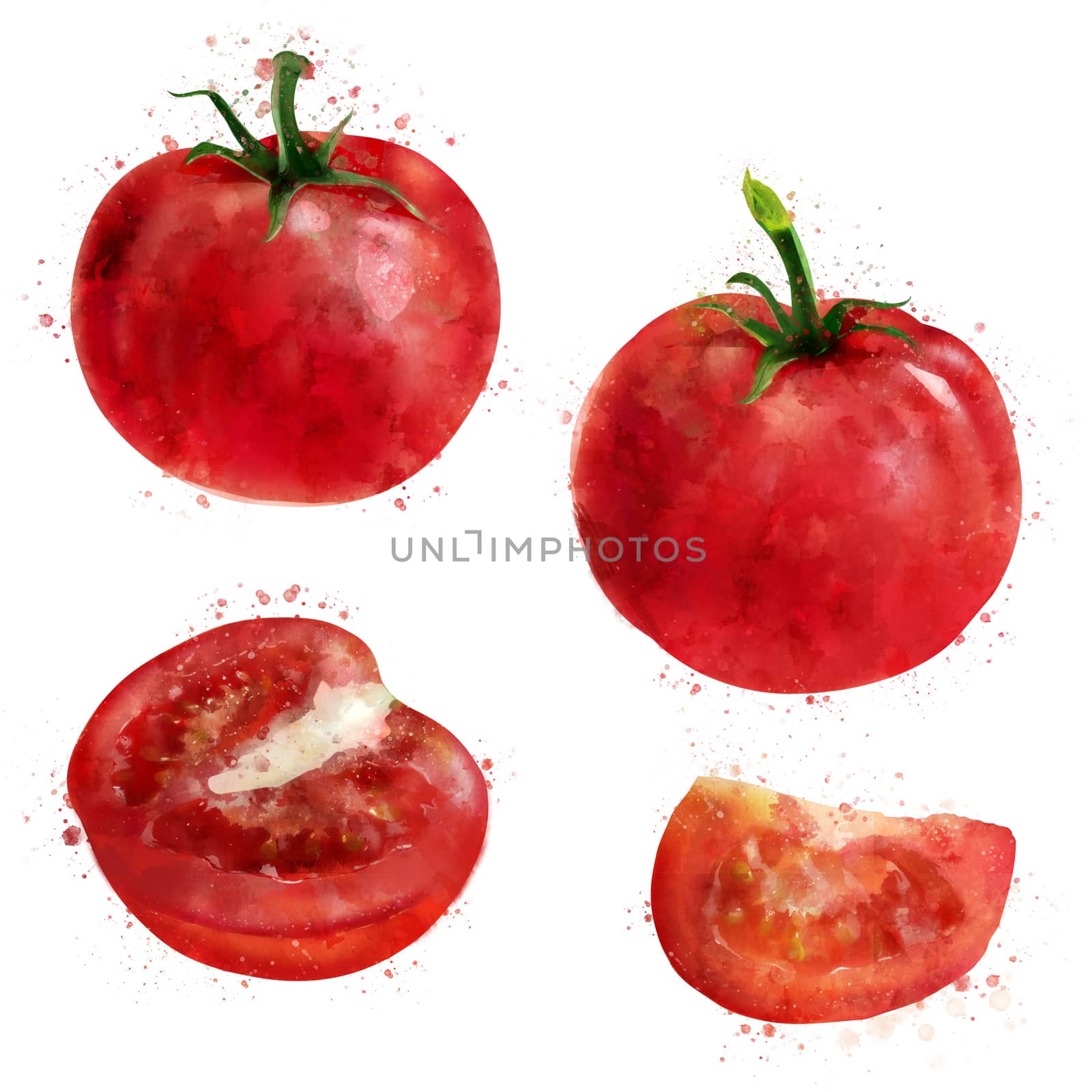Tomato on white background. Watercolor illustration by ConceptCafe