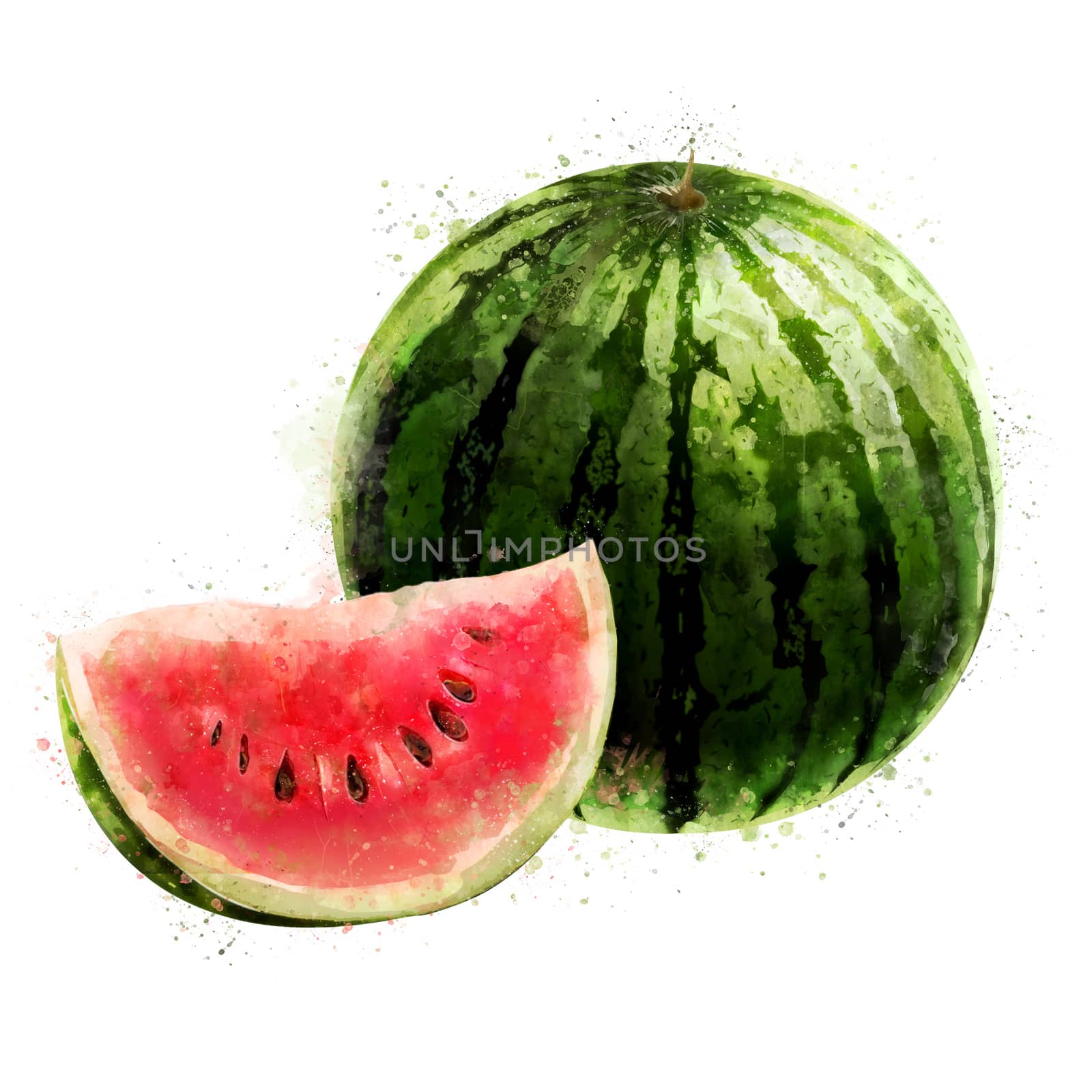 Watermelon on white background. Watercolor illustration by ConceptCafe
