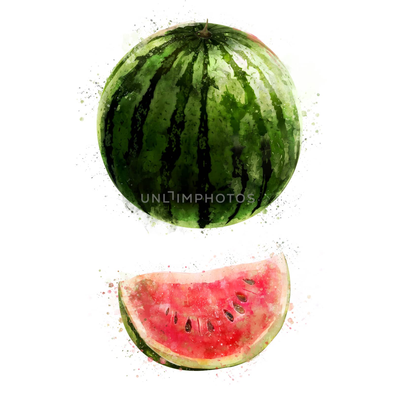 Watermelon on white background. Watercolor illustration by ConceptCafe