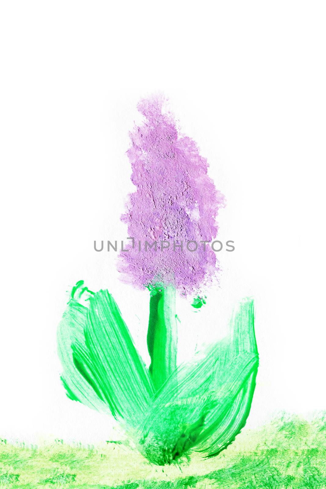 abstract grape hyacinth, hyacinth blue flowers on white background