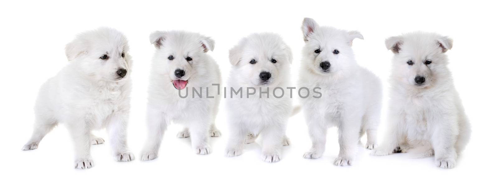 puppies White Swiss Shepherd Dog in front of white background