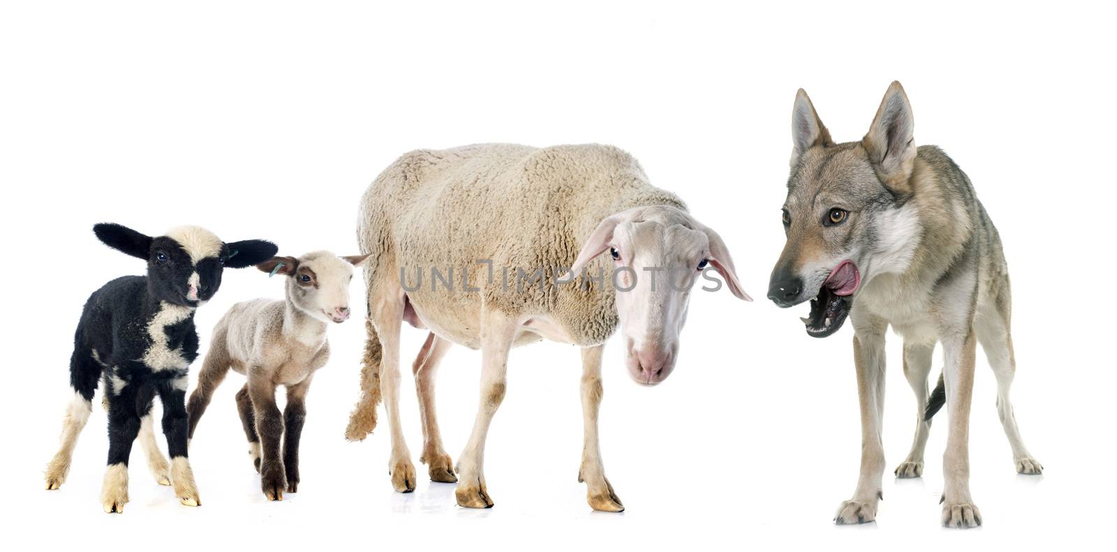 adult ewe, lambs and wolf in front of white background