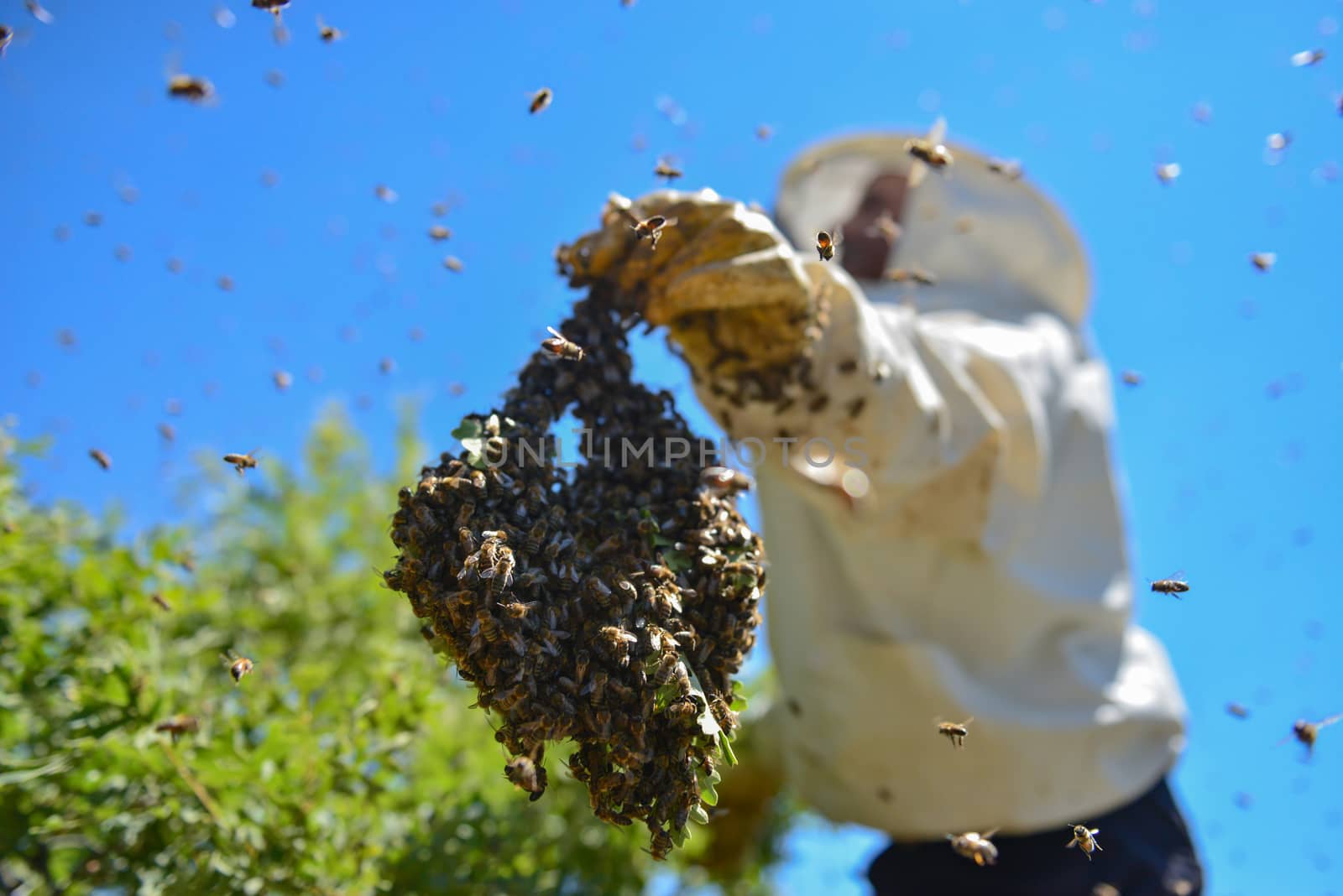 aggressive bees and the bee colony