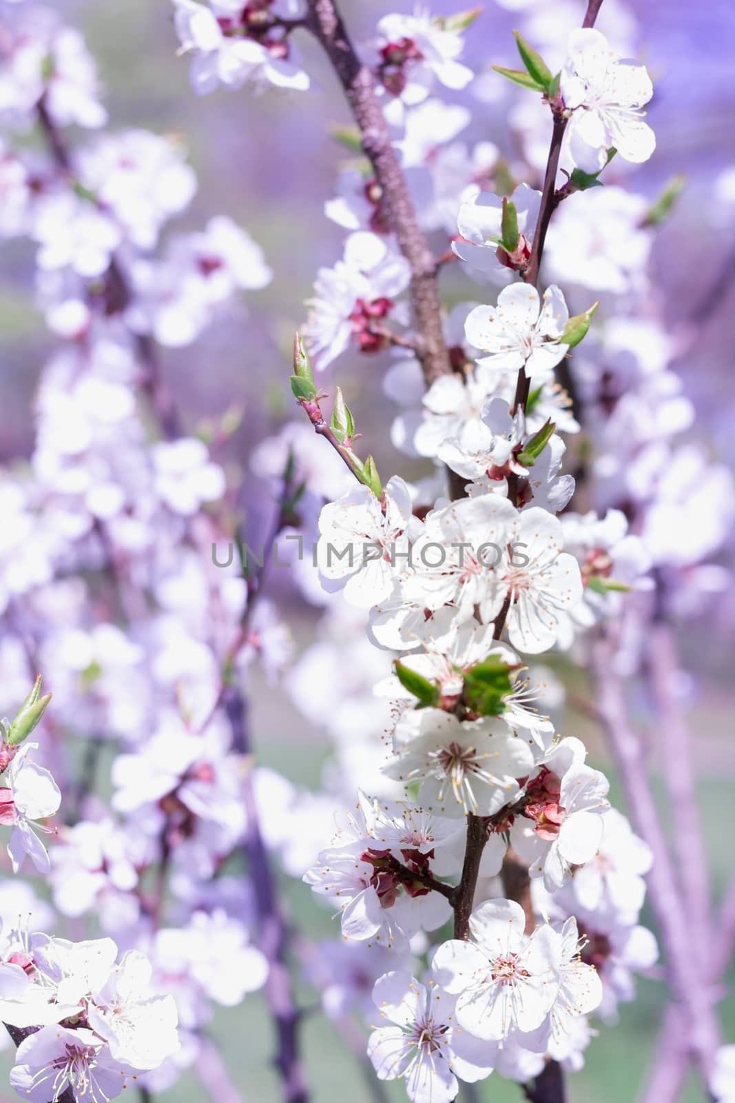 Postcard of fresh blossom flowers on spring cherry tree close-up on colourful bokeh blur background