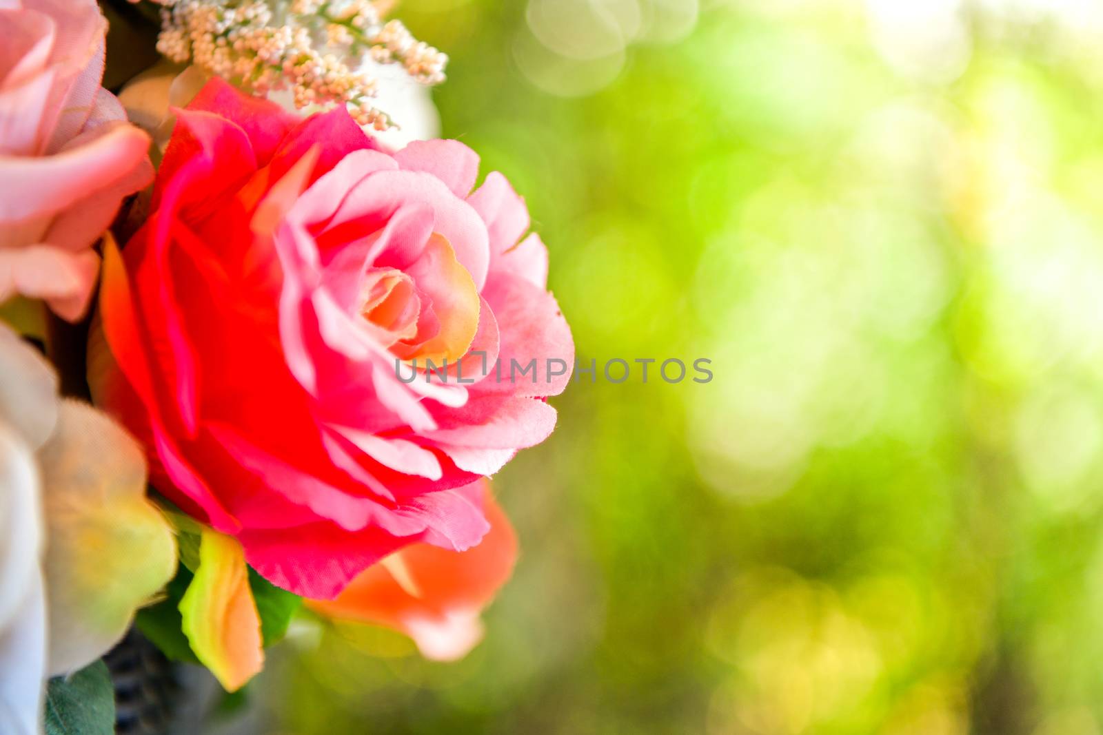 Red rose on green bokeh background.