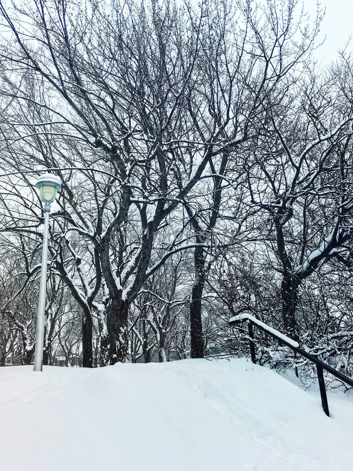 Winter day in a snowy park. Trees and streetlight covered in snow.