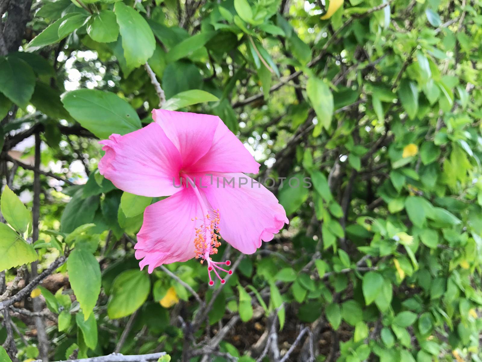 Close up pink hibicus flower with copy space